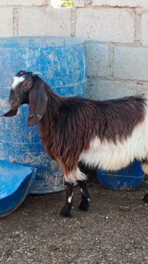 شعاري سخلات بعدهن أعمارهن 8 شهور تحت الفحل شكل ومنظر