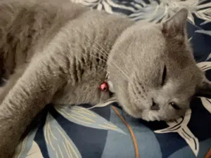 سكوتش فولد عمره سنه