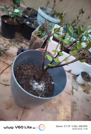 indoor outdoor planted pots also stand and hanging types