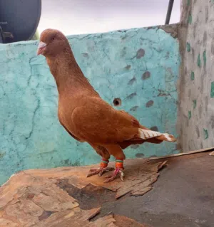للبيع فحل تبارك الرحمن صفار ذهب
