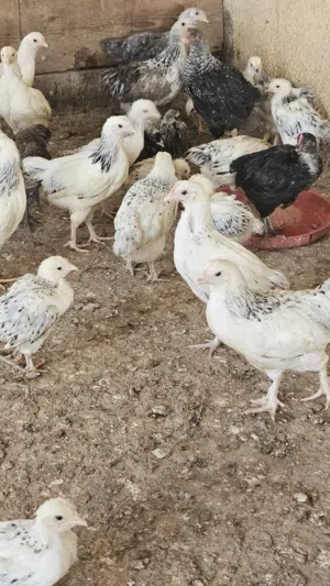 دجاج فرنسي والكوشن والبراهما والسمان