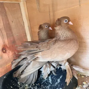 زوز كوبيات روسي صفر