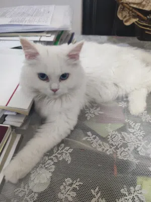 قطه انثى عمرها خمس شهور