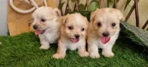 جراوي مالتيبو بيور Maltibo Purebred Puppies, 45 Days Old