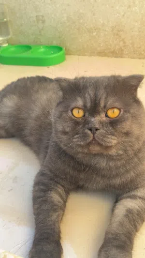 قط ذكر للتزاوج ، male cat for mating