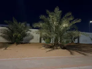 نخل اخلاص واشجار