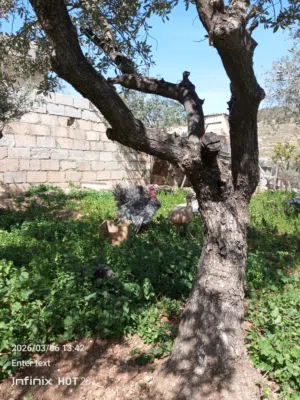 حبش ازرق  واحمر