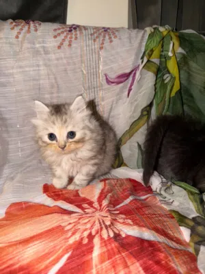 Siberian Kitten For Sell