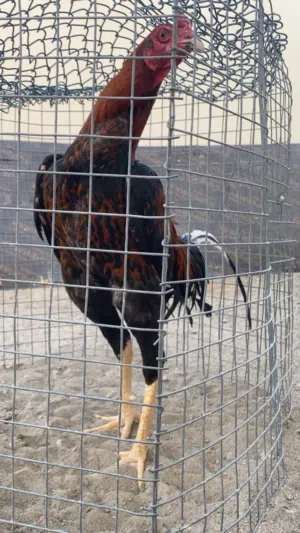 healthy and good roster chicken
