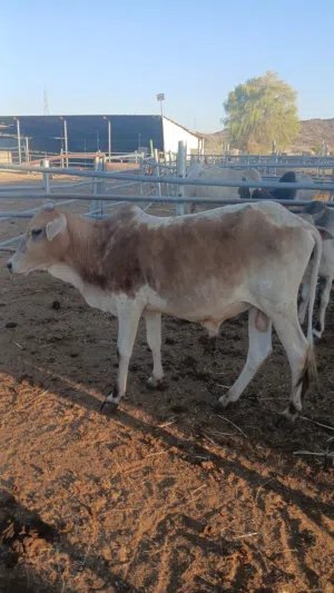 cows for sale