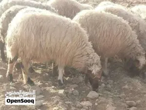 نبدا بصلاة على النبي عروض   أضاحي العيد  بأسعار ما بتتكرر  ابتداءً من 100 ل150
