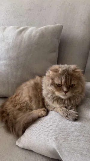 قطه سكوتش فولد