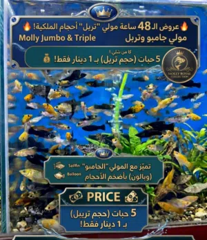 اسماك مولي سعر 5بدينار