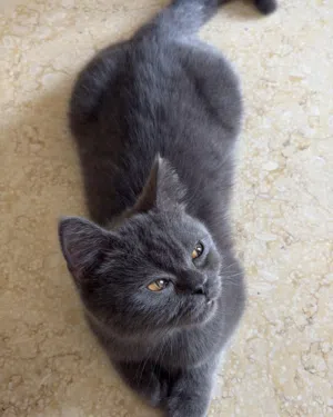 قطوه من فصيله البرتش