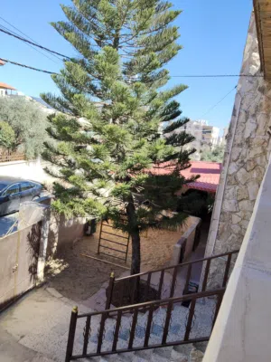 شجرة اروكاريا للبيع