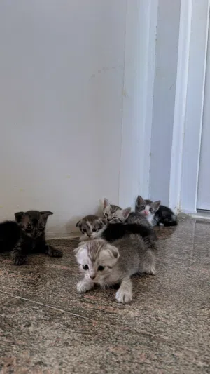 قطط سكوتش سترت عمرهم شهر للبيع .