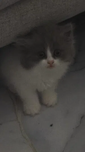 قطه  الجنس انثى