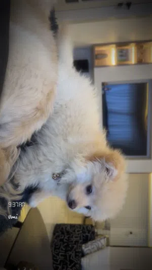 Name: Zoro age: 4 months  potty trained