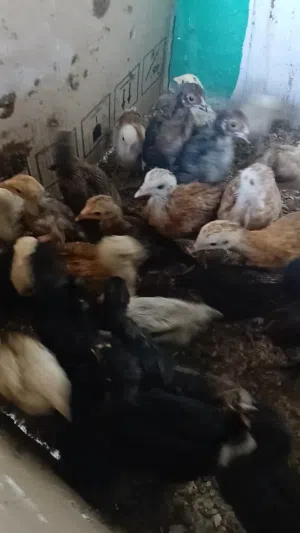 صوص بلدي عمر 35 يوم