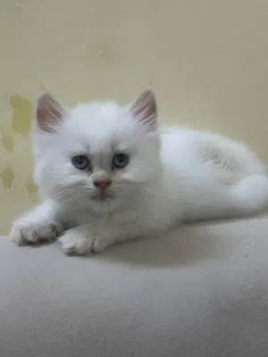 Himalayan flaming point kittens Location rashidya