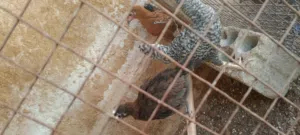 5 فراخ دجاج للبيع و بيض بلدي للاكل
