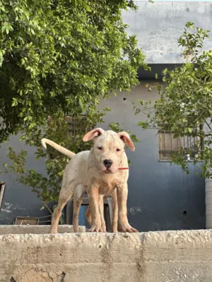 ذكر دوجو اطرش
