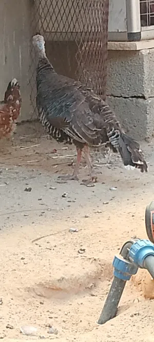 دجاجه بيبي واتيه ودحي