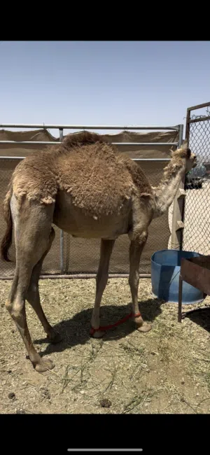 قعود ولد سنة سمين