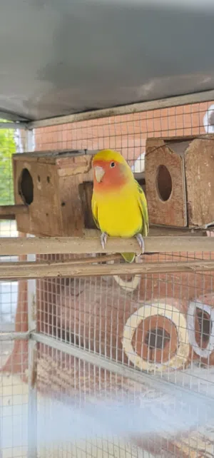 روز بألوان جميلة وبصحة ممتازة