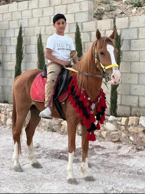 ‏خيل‏3