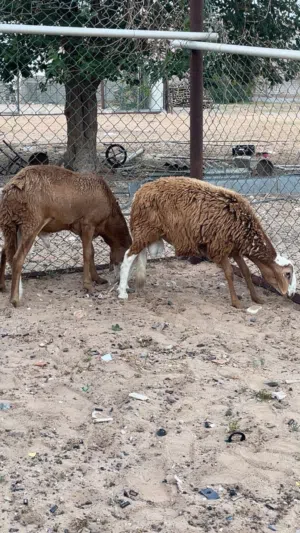 خروف سوداني للعيد كيف امبدل طرابلس