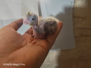 فراخ كوكتيل للزق اليدوي الوان روعة