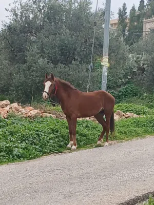 مهرة للبيع بسعر مناسب عمرها سنه وسبع شهور