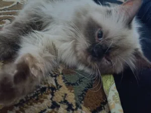 قطط شیرازی