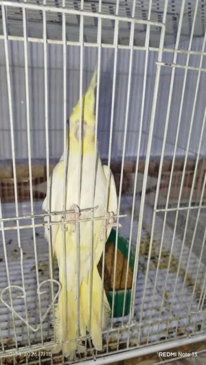 طير كوكتيل اليف نثيه