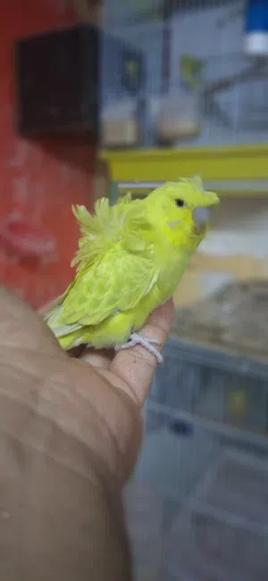 جوزين هوقو رومو محجلات باسمي صحه ونظافه