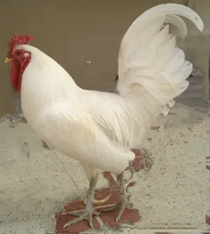 للبيع ديك أبيض بحريني كبير العمر سنتين