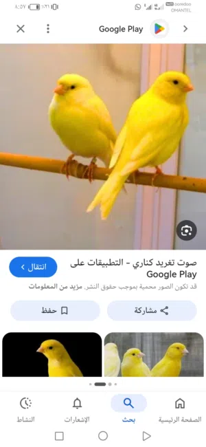 مطلوب إناث وذكور كناري