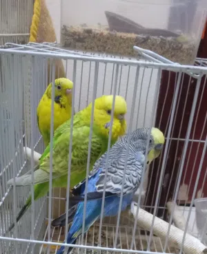 3 friendly birds