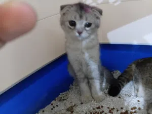 قط 2 للبيع صغار ويلعبون ومع صندوق