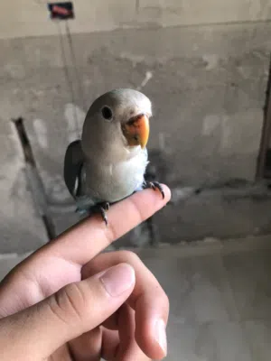 عصفور روز للبيع