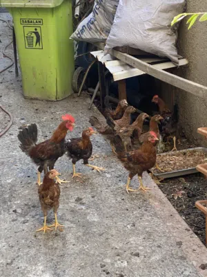 دجاج كويتي خط اول
