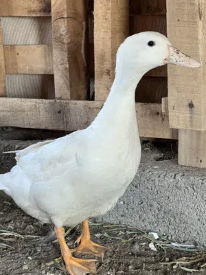 ارانب و بط و دجاج الحبشي