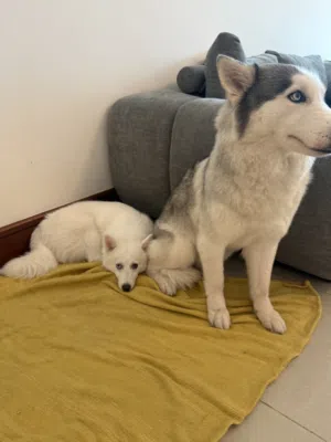 Pomski 6 month old