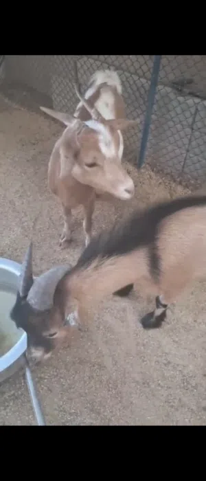 عنز قزم عمر سنه كابلز