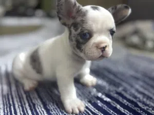 جراء فرنش بول دوج فلافي مميزة  Premium Fluffy French Bulldog Puppies
