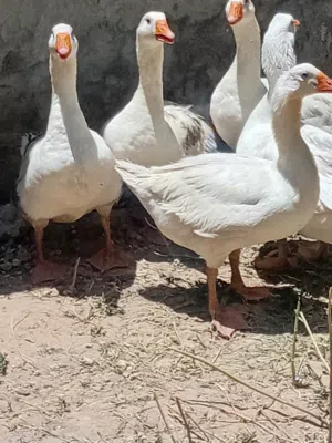اربع وزات وذكر للبيع