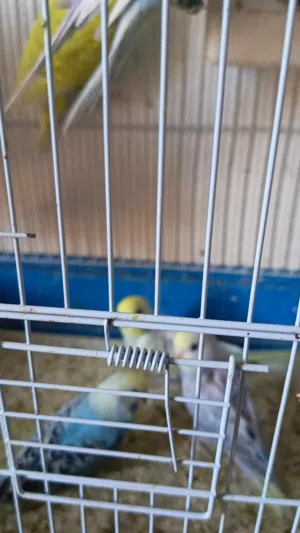 7 سبع مخاليف حب الوان حلوة