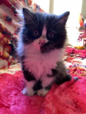 متاحة للبيع كيتن بيرشن (بلاك باي كولور توكسيدو شيرازي بيور) بنوتة قمر - الأميرة "ديفا"!