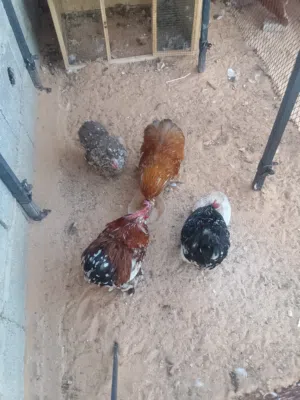 دجاج أستراليا للبيع